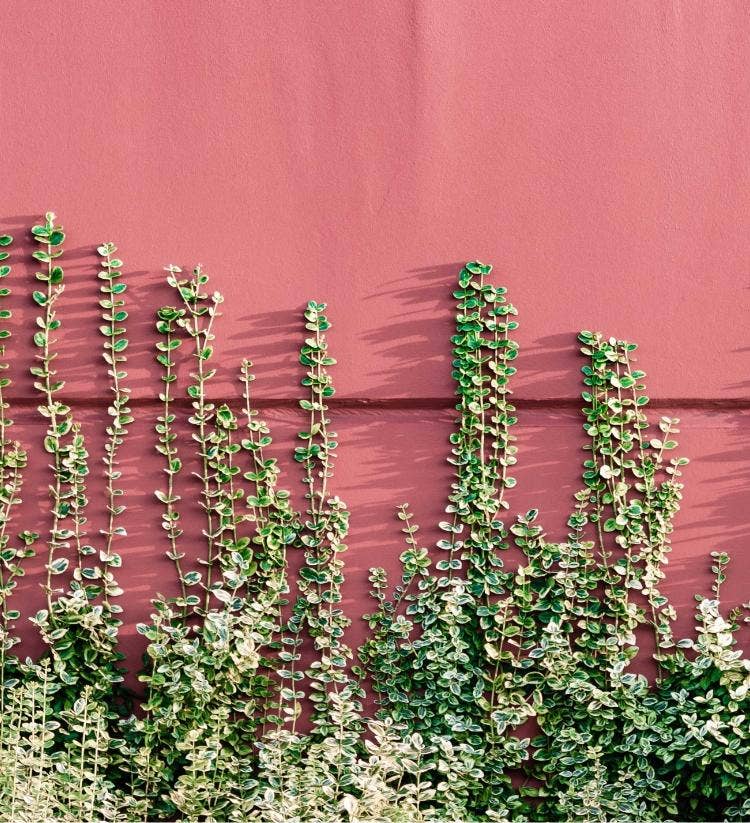 Hasard Bazar - Eau De Parfum 50ml - an oriental, vanilla scent