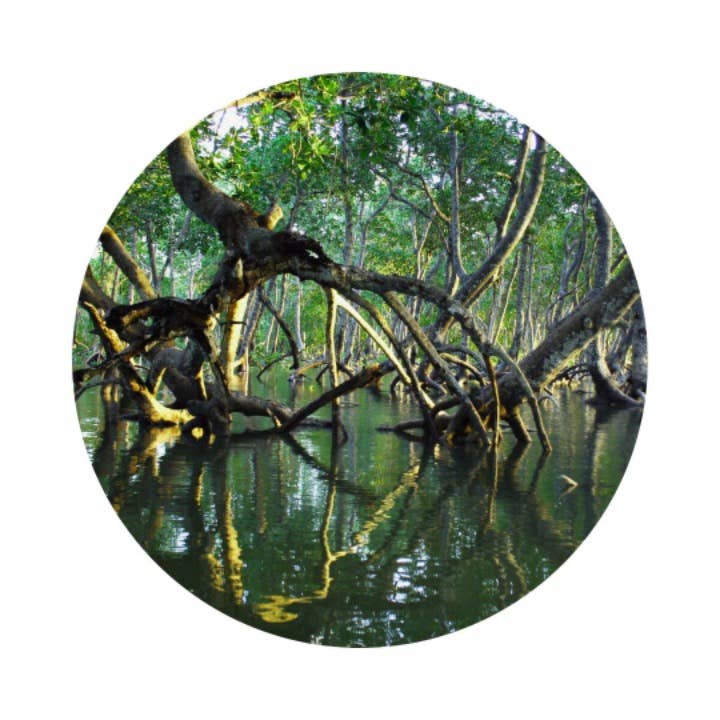 L'Atelier 100 Bon Bois de Mangrove (Mangrove Wood) - Eau de Parfum Intense 30ml